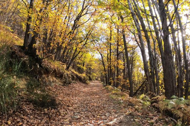 Sabato 6 aprile, Tour guidato in E-BIKE: la Serra di Ivrea - 6